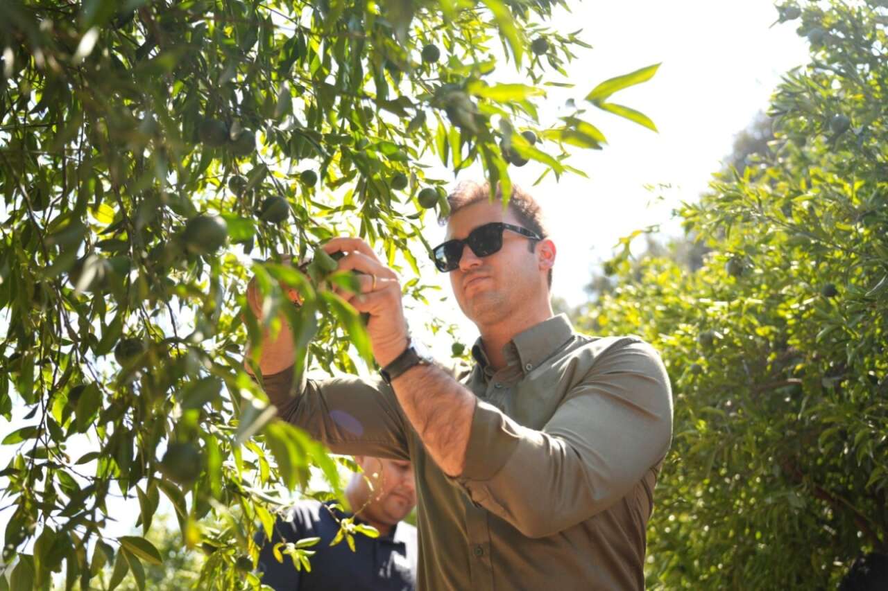 Bodrum’da Mandalin Üreticisine 5 Milyon TL’lik Destek 3
